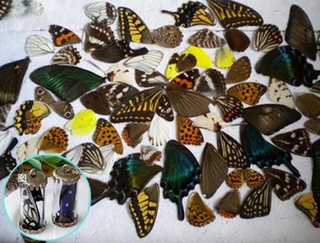 Real butterfly wings(Sold in per package of 20pcs,random mix)