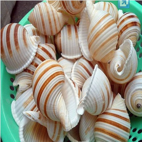 4-12cm Nature Conch Shell Beads