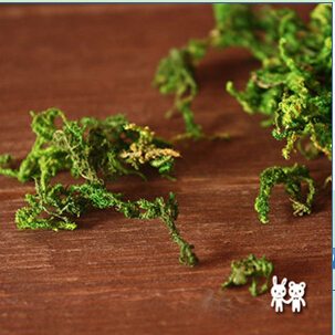 Moss(Sold in per package of 2g)