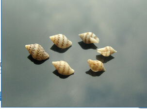 Mini Beach Shell (sold in per package of 25 pcs)