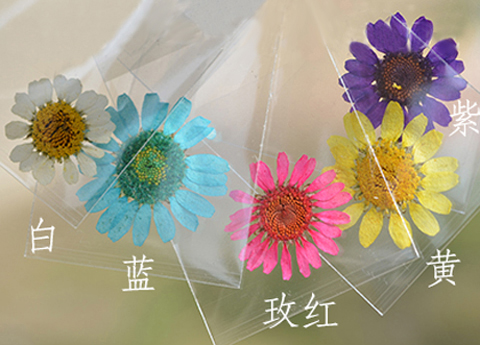 Dried Pressed Daisy(Sold in per package of 20pcs)