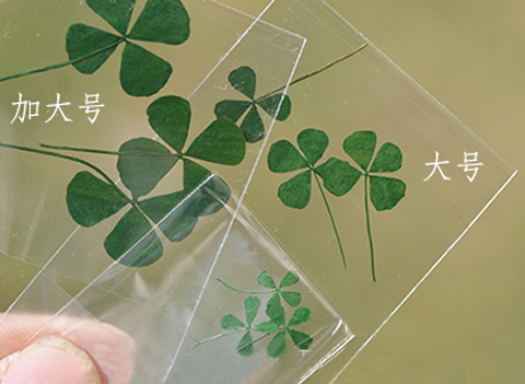 Real dried Clover Leaf Pressed Flowers(Sold in per package of 20pcs)